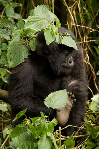 gorilla